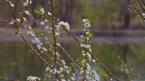 close-up of branches covered with flowering colors