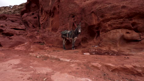 a still donkey stands near dark red rock mountain wall with saddle on its back and listens to sounds in ancient city of petra