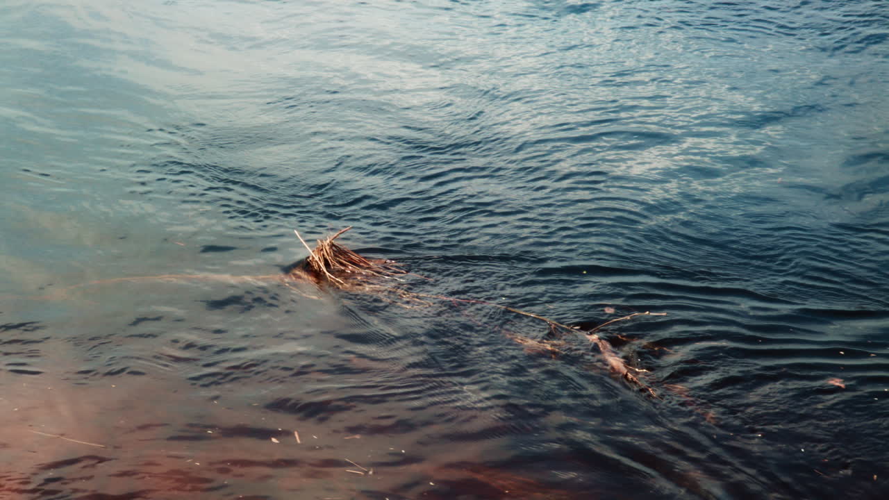 Dried grass in the river riverbank water pouring flowing down stream landscape serene scenic birch trees nature sunny summer day Skellefte&aring; V&auml;sterbotten Sweden northern Europe reflection water mass