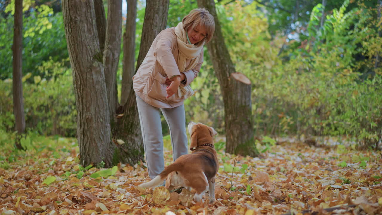 Lady in sunlit autumn forest instructing eager beagle puppy to turn around on loose leash amid golden leaves covering ground beneath tall tree trunks during joyful training session in crisp fall air
