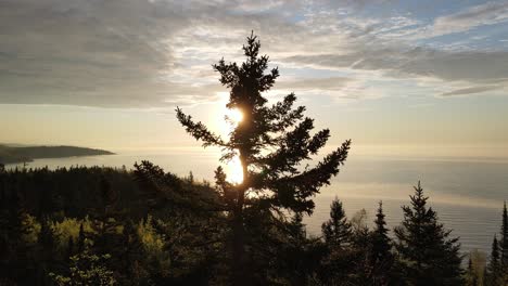 sunrise in a forest, summer morning in minnesota