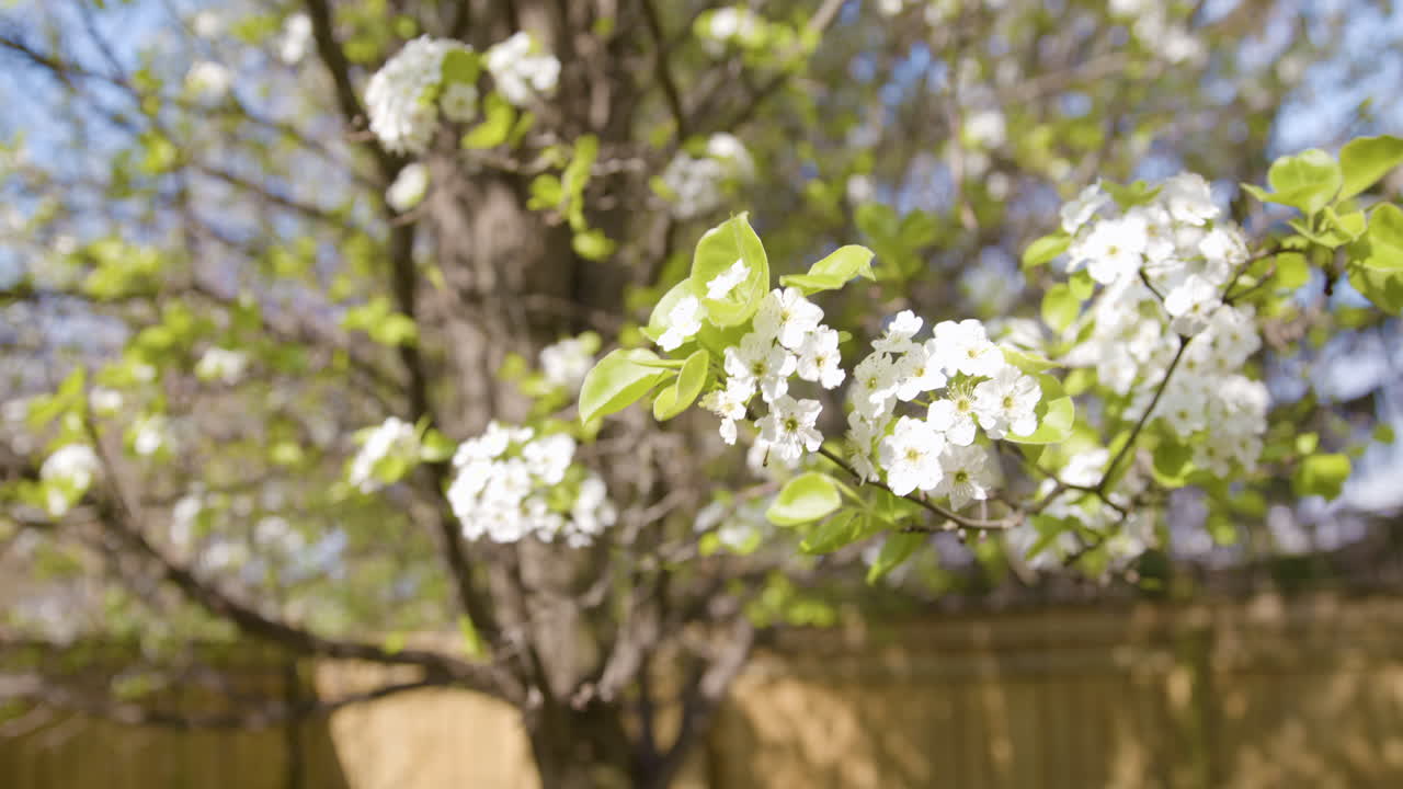 Flowered Branch on Tree Blowing in Wind