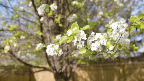 flowered branch on tree blowing in wind