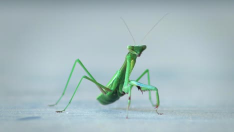 praying mantis swaying side to side slowly walking on table, close up daytime, maffra, gippsland, victoria, australia