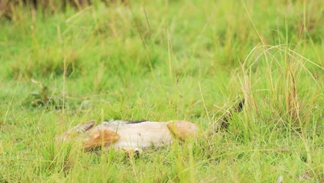 Presa-De-Antílope-Muerto-Tirada-En-La-Hierba-De-La-Sabana,-Círculo-De-Vida,-Cadena-Alimentaria-Del-Ecosistema-De-La-Vida-Silvestre-Africana-En-La-Reserva-Nacional-Masai-Mara,-Kenia,-Animales-De-Safari-Africanos-En-Masai-Mara