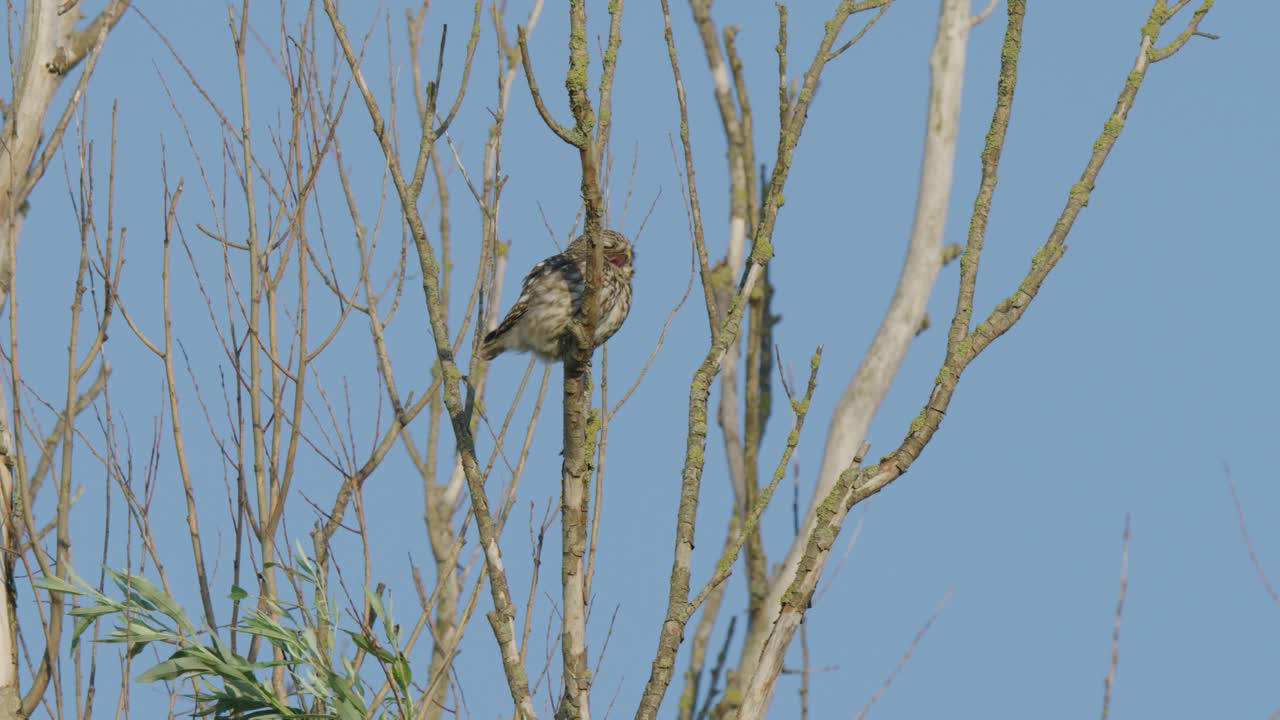 졸린 작은 부엉이는 따뜻한 햇빛 아래 넓은 긴 하품을 위해 부리를 엽니다 - 정적