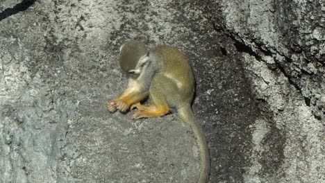 lindo y juguetón mono ardilla salta sobre una roca y trepa por una cuerda en el zoológico infantil, el gran parque de seúl -cierra