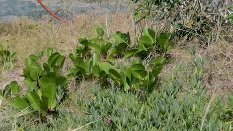 green plants growing near the beach