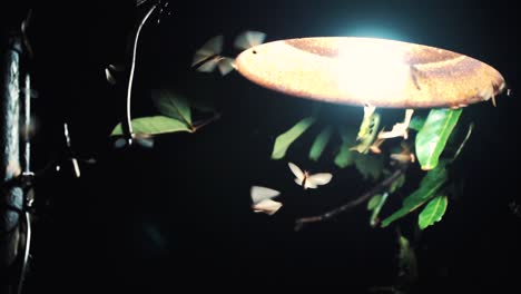 cámara lenta - toma estática de la lámpara por la noche con muchos insectos volando a su alrededor con