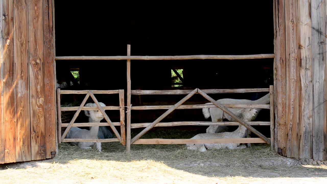 alpaca blanca parada en la puerta de entrada de la granja con cerca de madera