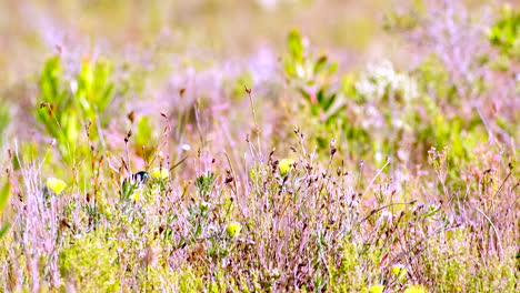 male and female orange-breasted sunbirds sits next to each other in fynbos