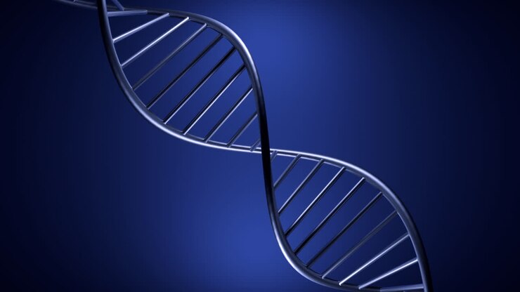 3D Model of DNA Double Helix
