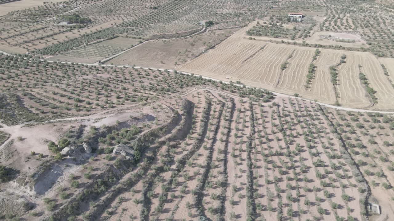 vistas aéreas de campos de olivos