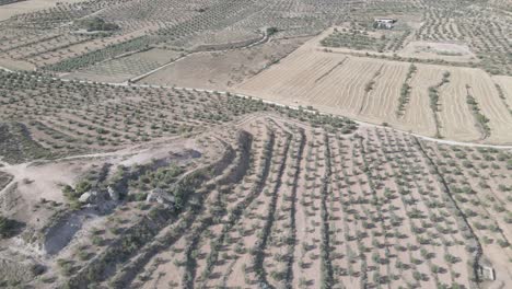 aerial-views-of-a-olive-trees-fields