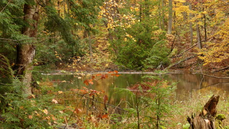 beautiful autumn landscape on a lake in the forest, a heron stands calmly in the water