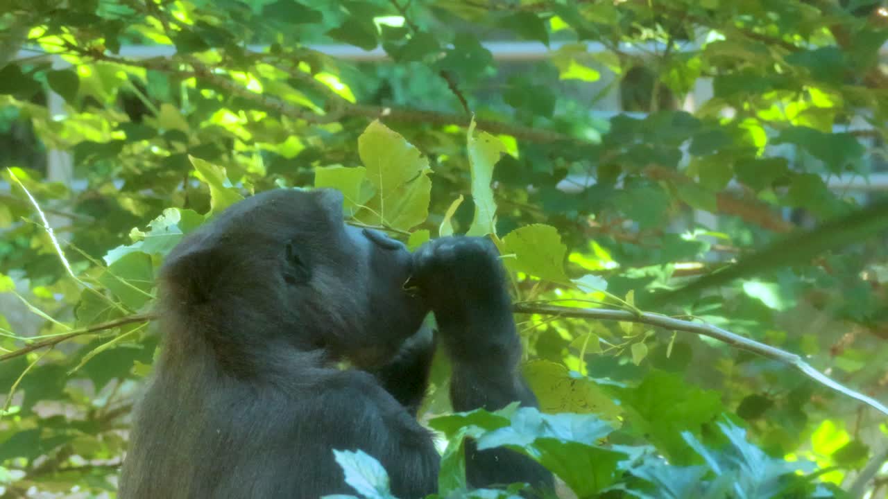 Un gorilla mastica tranquillamente foglie in un ambiente lussureggiante e verde dello zoo, ripreso alla luce naturale del giorno con una telecamera stabile.