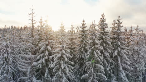 Vorbei-An-Hohen-Tannen,-Die-Mit-Dichtem-Schnee-Und-Sonnenlicht-Bedeckt-Sind