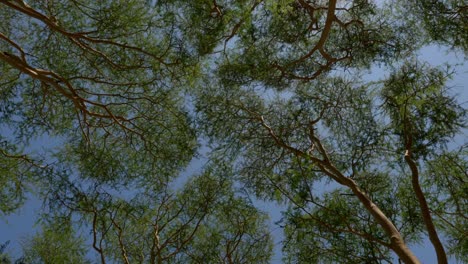 sun shining through canopy of acacia trees forming a pattern against a blue sky
