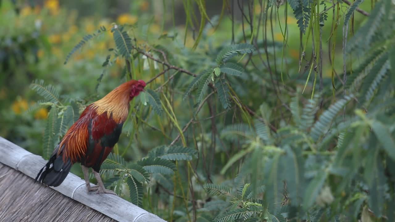 el cuervo del gallo por la mañana, el cuervo del cuervo por la mañana el ganado, tailandia
