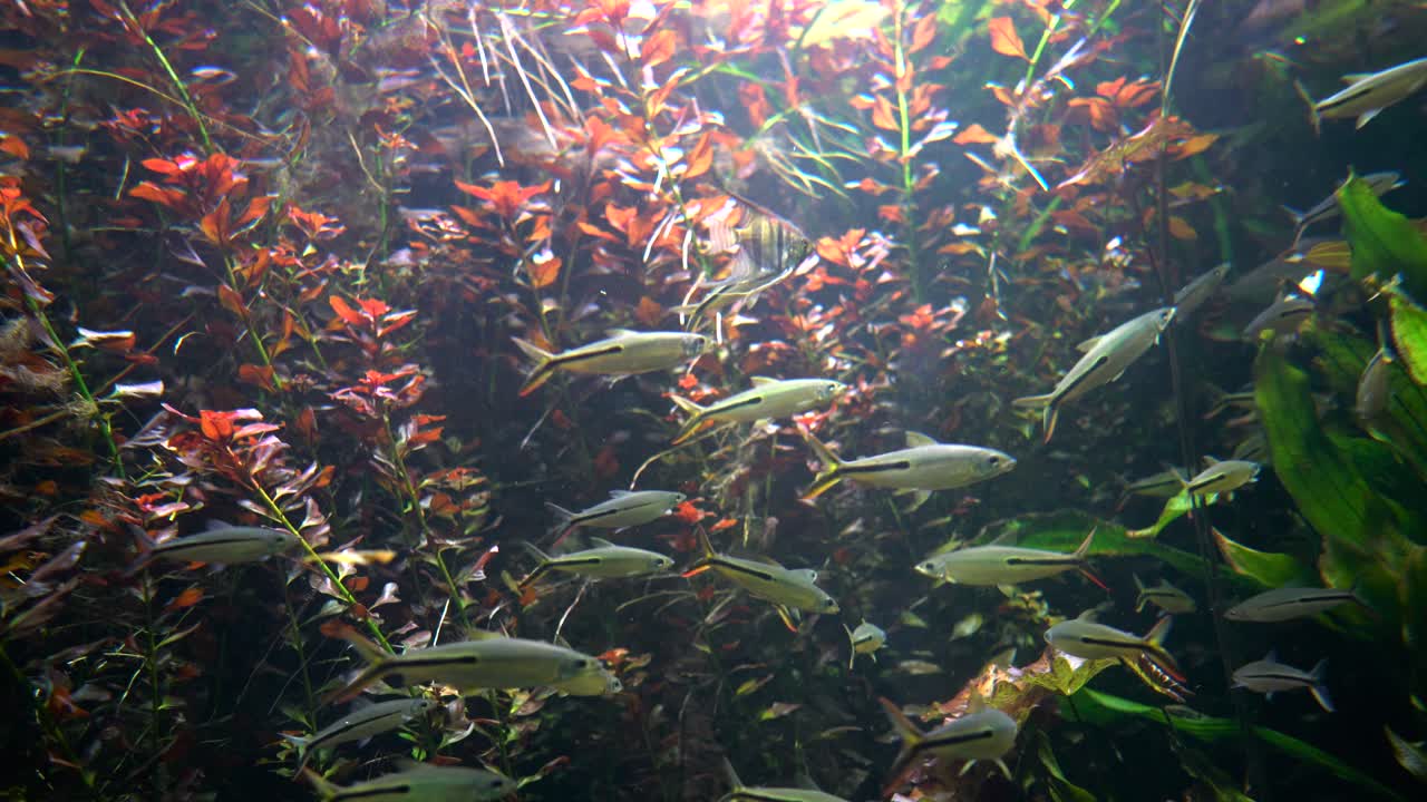 hemiodus tetra (hemiodus gracilis) de cola roja