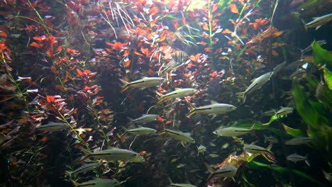 Hemiodus-Tetra-De-Cola-Roja-(hemiodus-Gracilis)