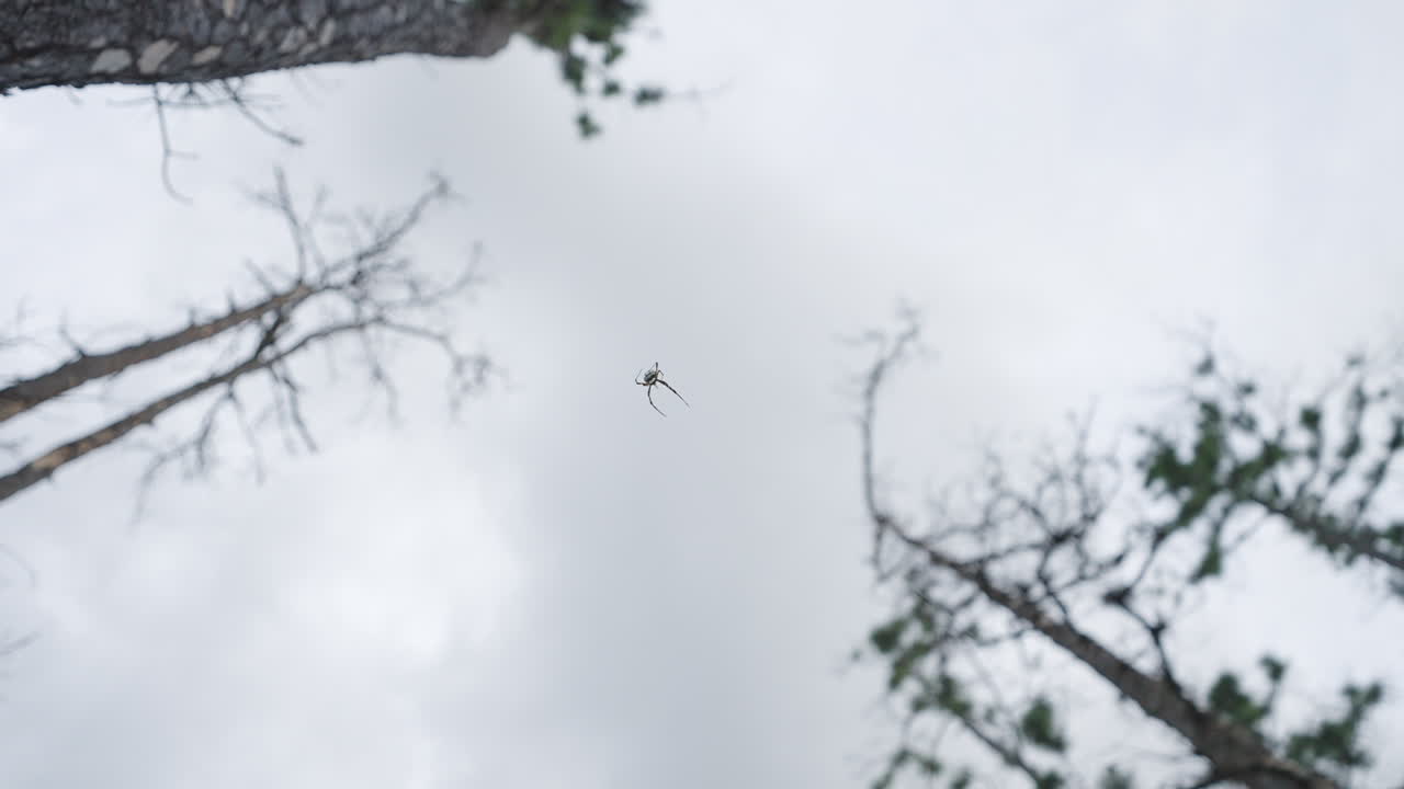 Orb Weaver Spider Hanging on Web with Slash Pine Tree Rotation