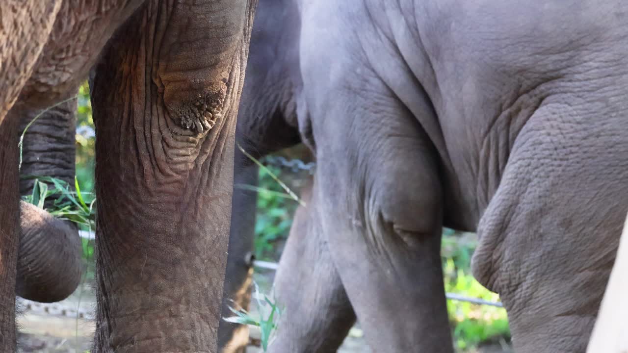 elefantes interactuando en el zoológico de melbourne, mayo de 2024