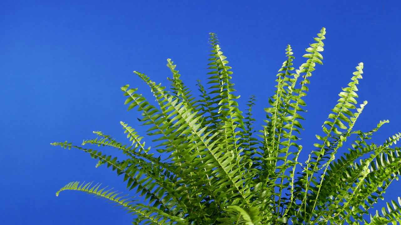 페른 클로즈업 부드러운 바람 블루스크린 컴포지팅