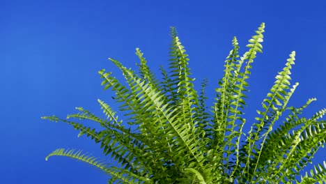 fern closeup gentle breeze bluescreen for compositing