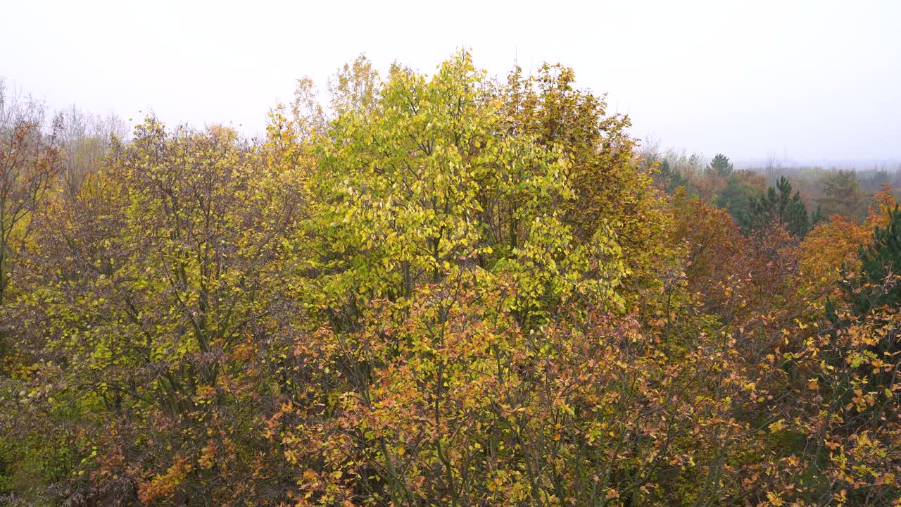 Inquadratura statica, fogliame all'Arboreto di Kecskemet, Ungheria