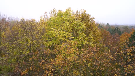 Statische-Aufnahme,-Laub-Im-Kecskemet-Arboretum,-Ungarn