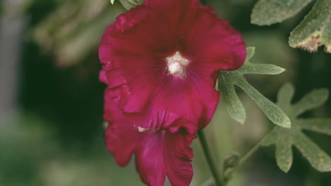 Beautiful-summer-blossom-captured-by-the-movement-of-the-camera,-dynamic-colours,-colour-graded,-slow-motion