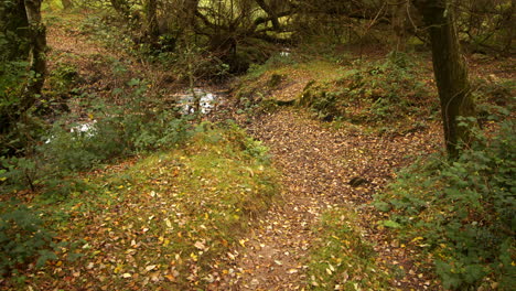 Wide-shot-of-a-open-forest-with-stream-in-background-in-the-New-Forest