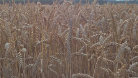 view of beautiful ripe golden wheat sprouts in the cereal field at sunset, rich harvest concept, close up shot