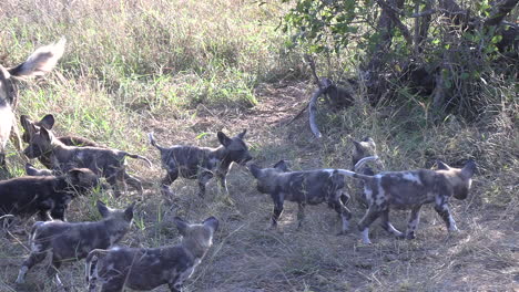 A-pack-of-wild-dog-pups-and-mother-interacting