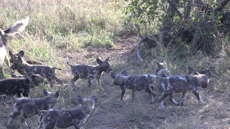 a pack of wild dog pups and mother interacting