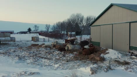 herd of domestic cows sitting outside farm barn during winter, aerial