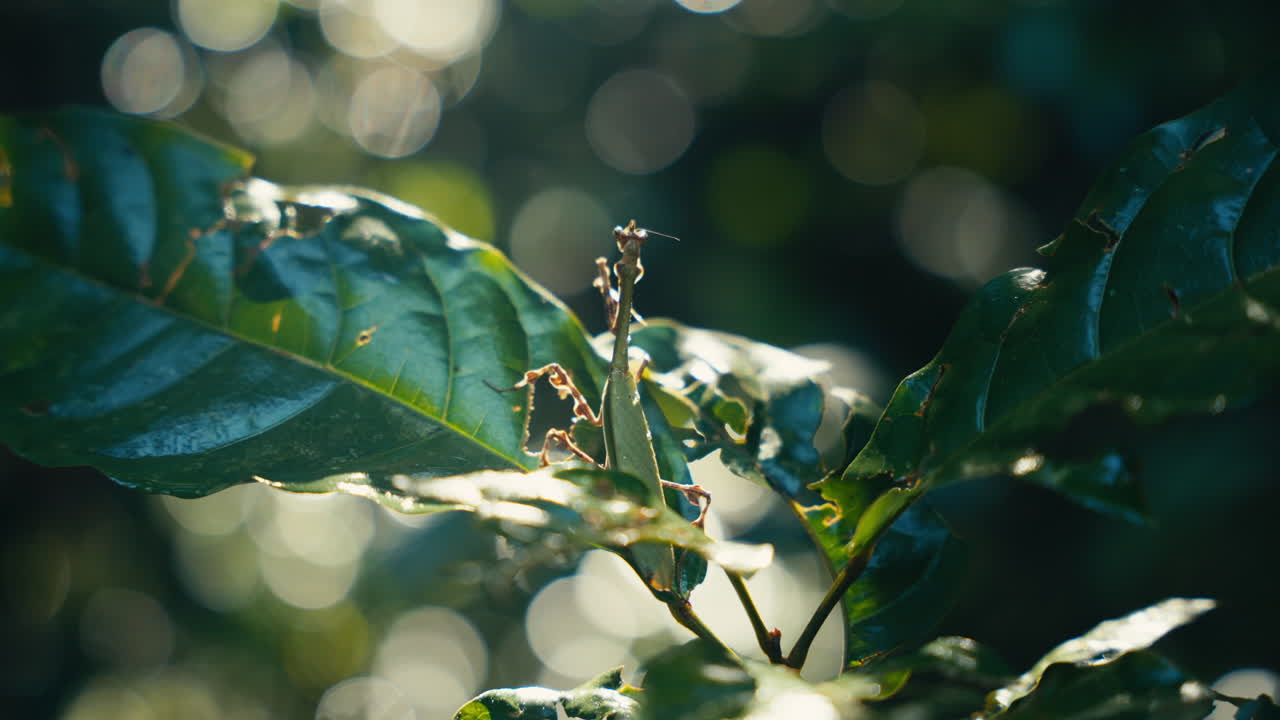 A mantis on a leaf