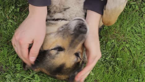 Lovey-Dovey-Haustiere-Zu-Süßer-Aufmerksamkeit-Liebender-Heimeliger-Hund