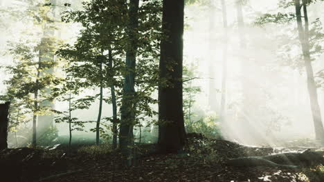 sun light in the fairy foggy forest