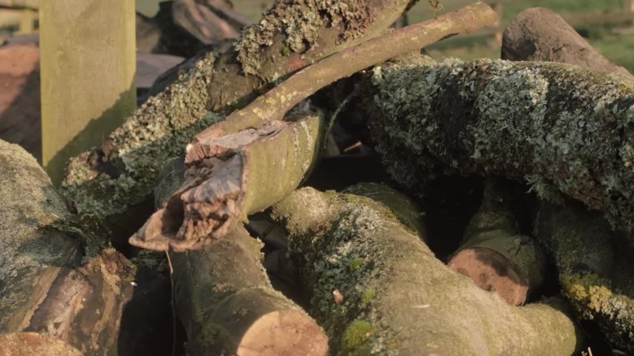 Pile of small cut logs covered in moss for firewood