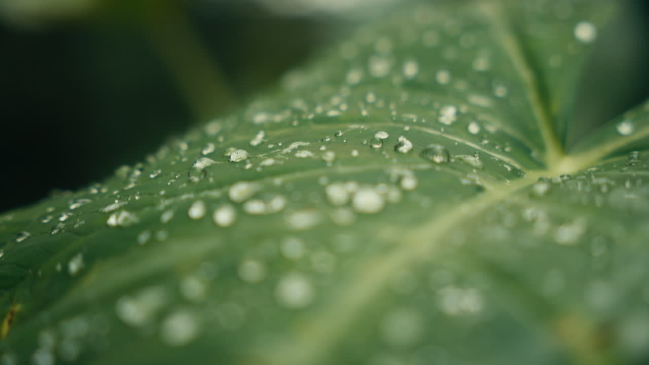 Close-up of a green leaf with water droplets