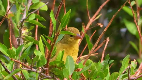 pájaro amarillo se sienta entre hojas verdes exuberantes en el parque nacional kruger, sudáfrica