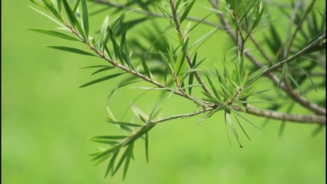 close-up of a branch with green leaves