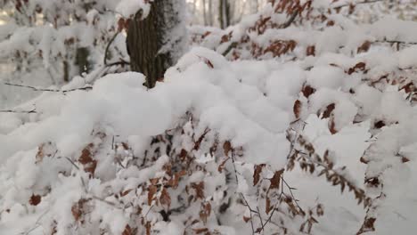 snow lies on leaves and branches