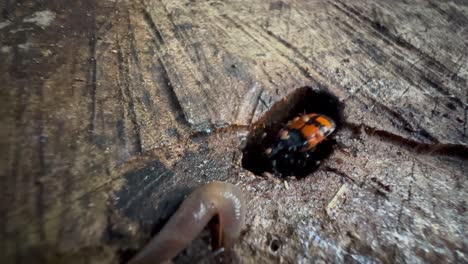 burying beetles (nicrophorus marginatus) and black-headed slug (krynickillus melanocephalus) looking for a piece of rotting meat