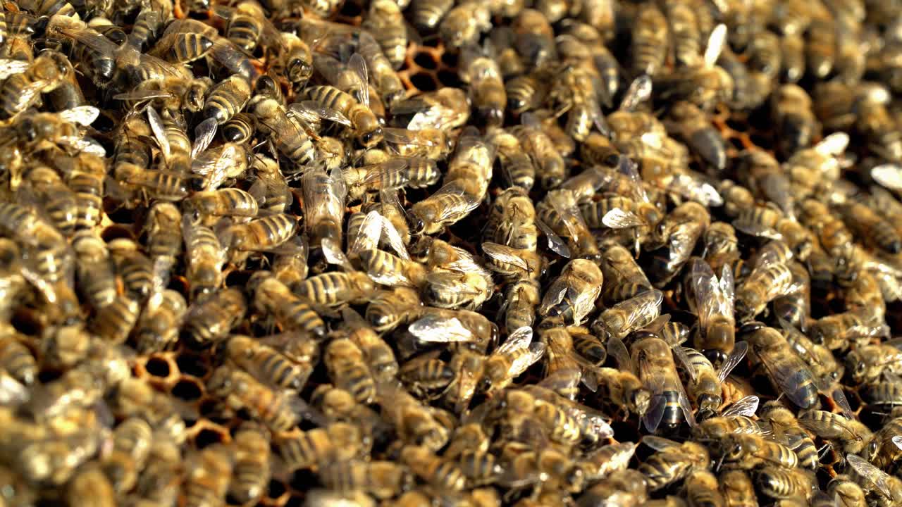 Frame full of insects crawling and working with honeycomb in a bright day. Busy bees buzzing and swarming. Macro shot of apiary concept