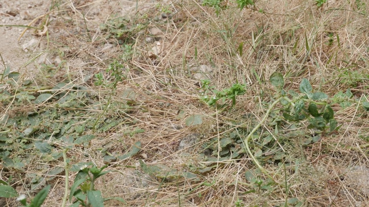 Erba secca e vegetazione rada in un paesaggio colpito dalla siccità, primo piano.