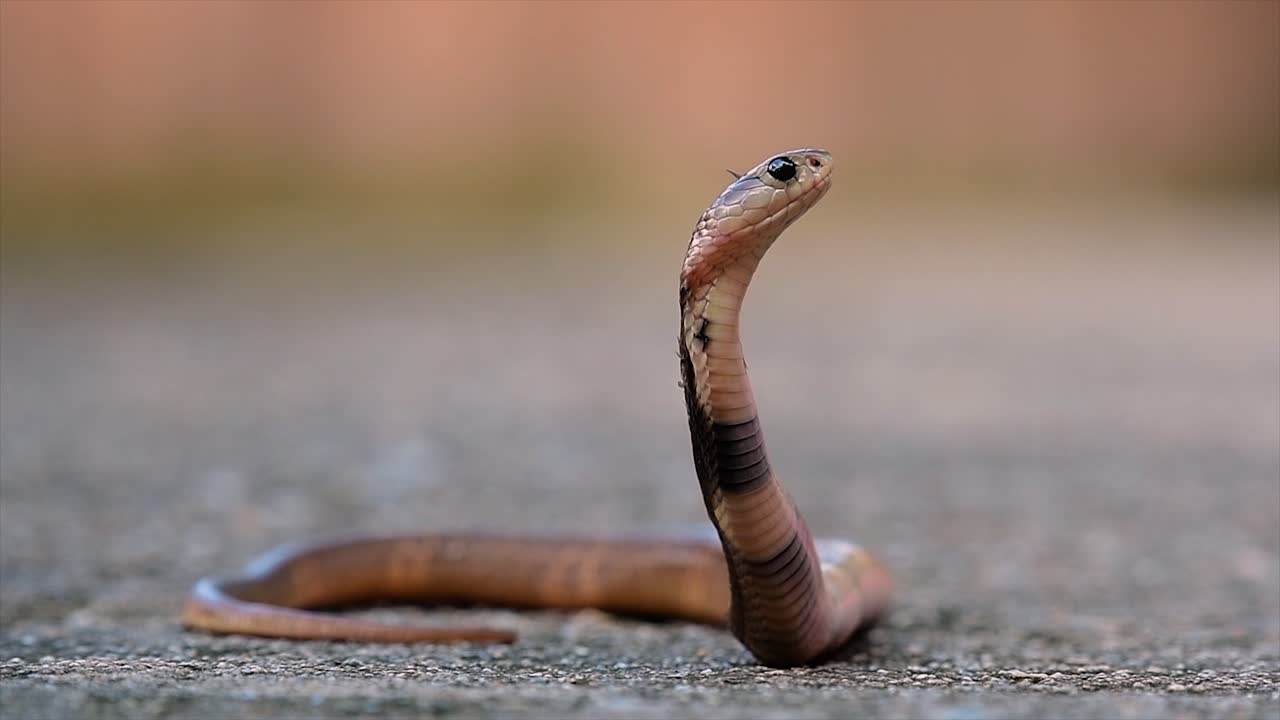 Un cobra di medie dimensioni con un corpo sottile rispetto ad altri cobra.