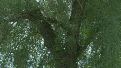 weeping willow tree by the river